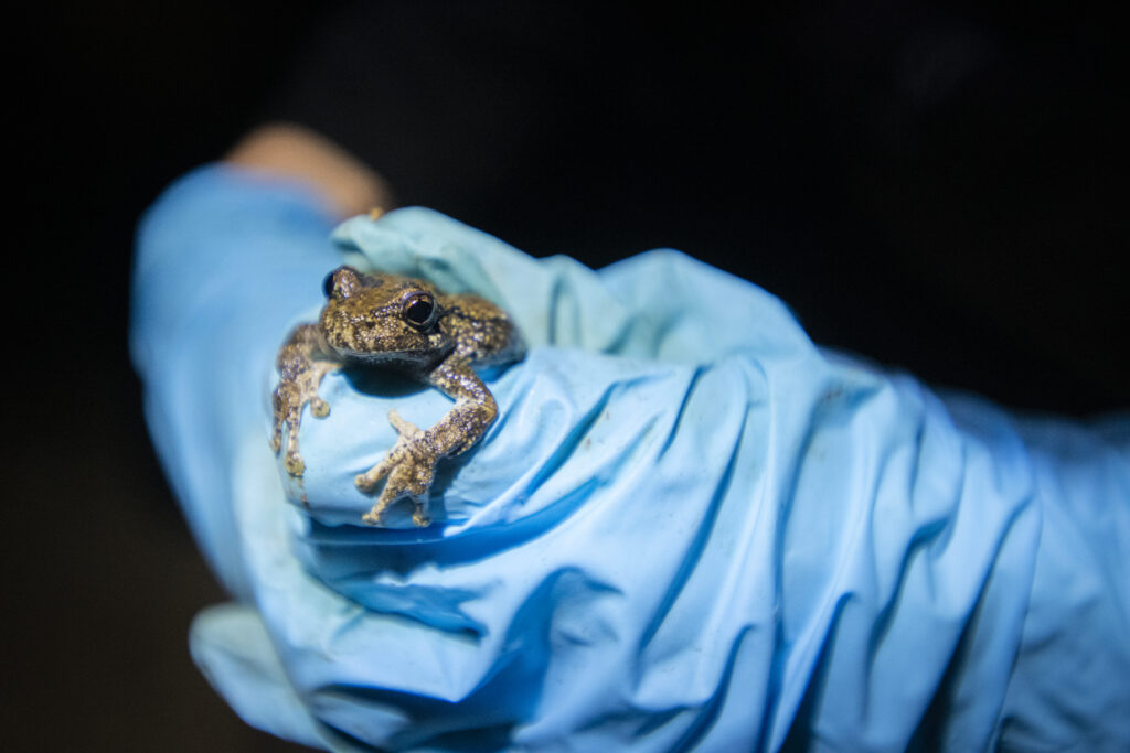 gloved hand holds frog