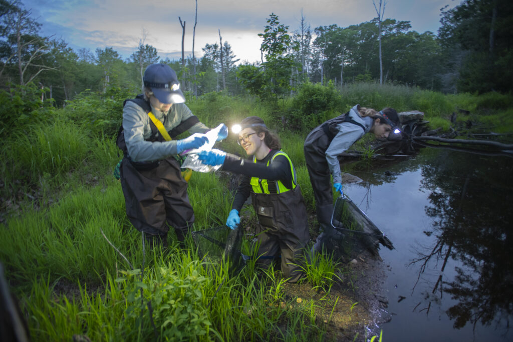 professor and students capture frogs at pond for research