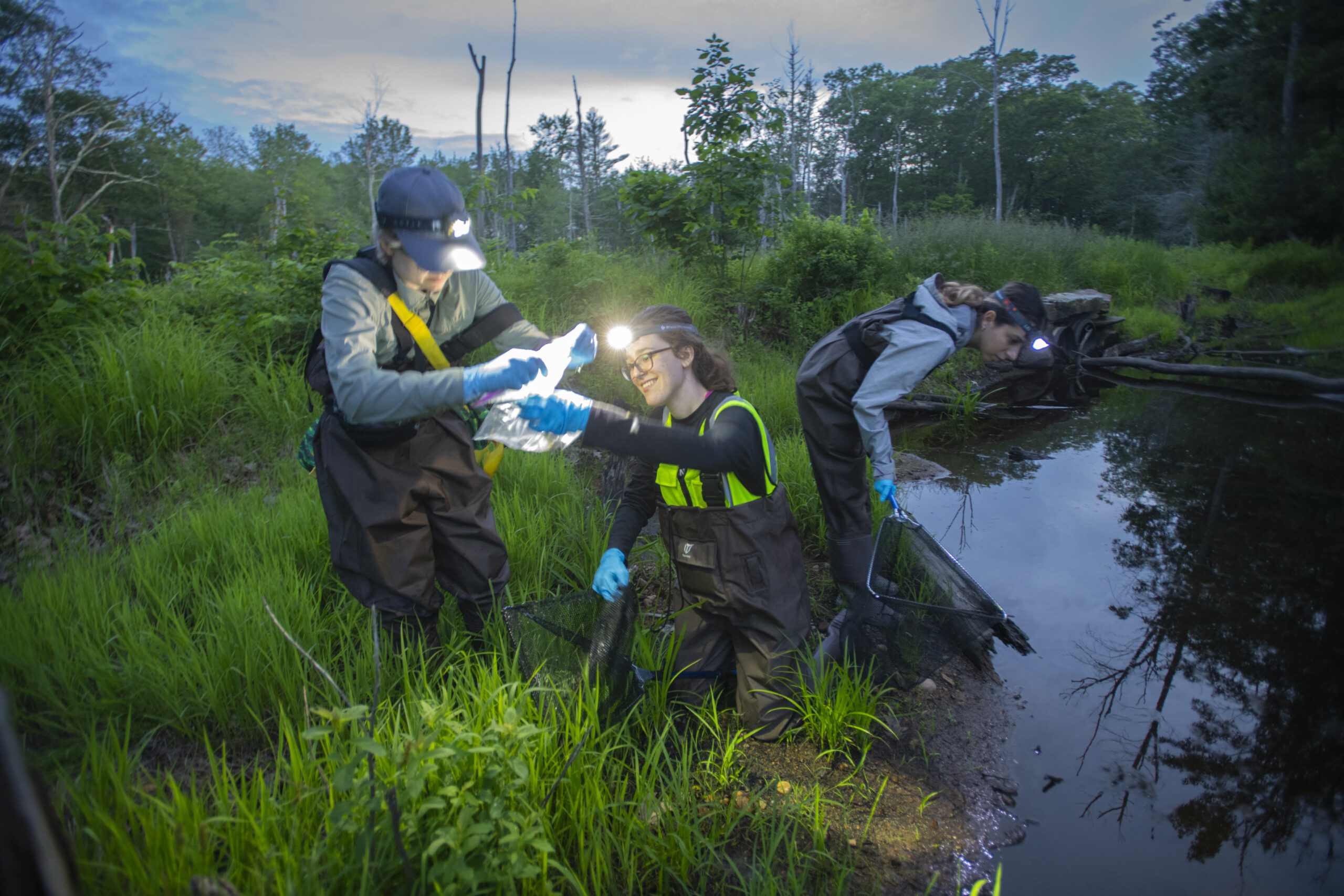 professor and students capture frogs at pond for research