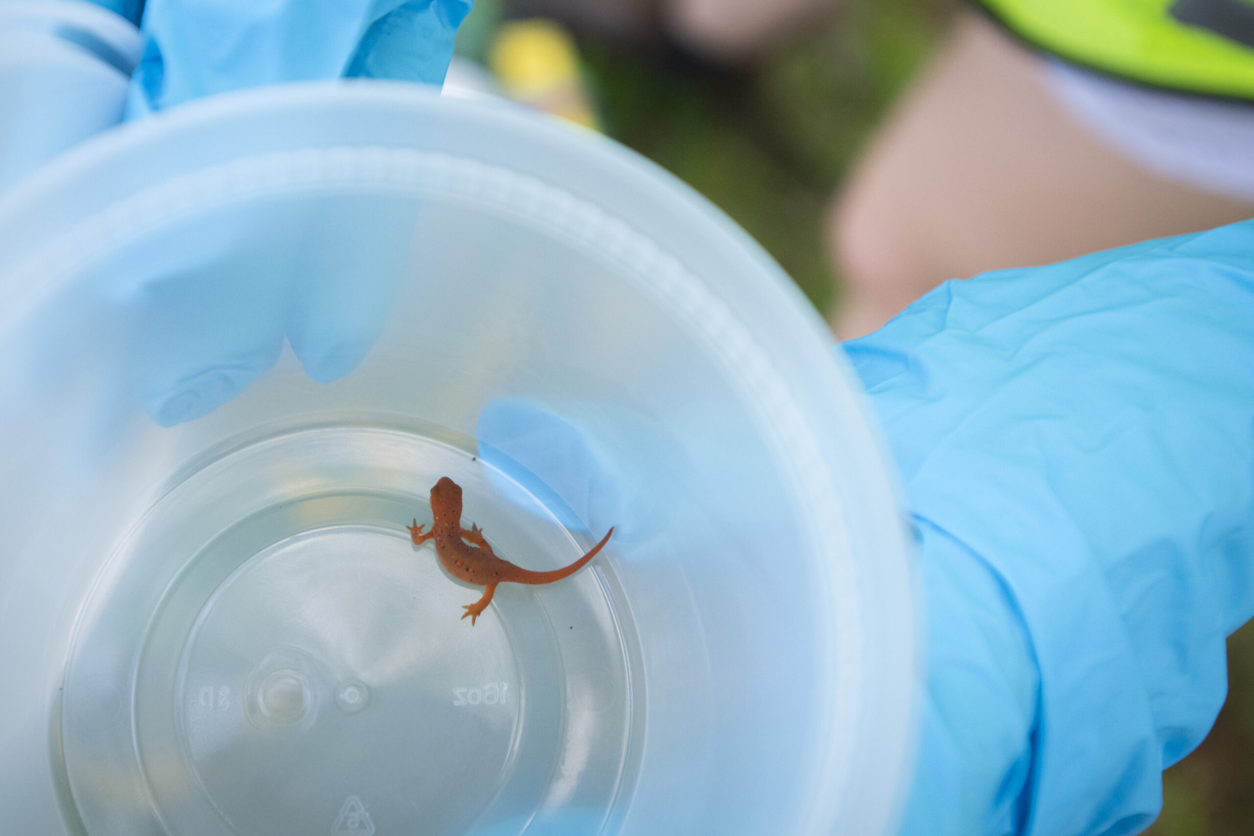 amphibian in container
