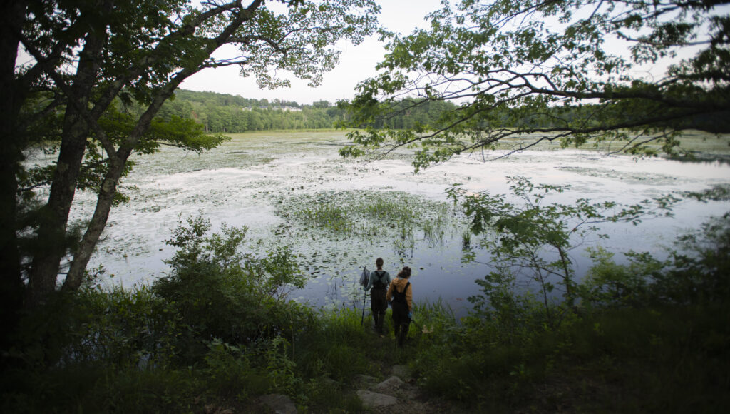 professor and students capture frogs at pond for research