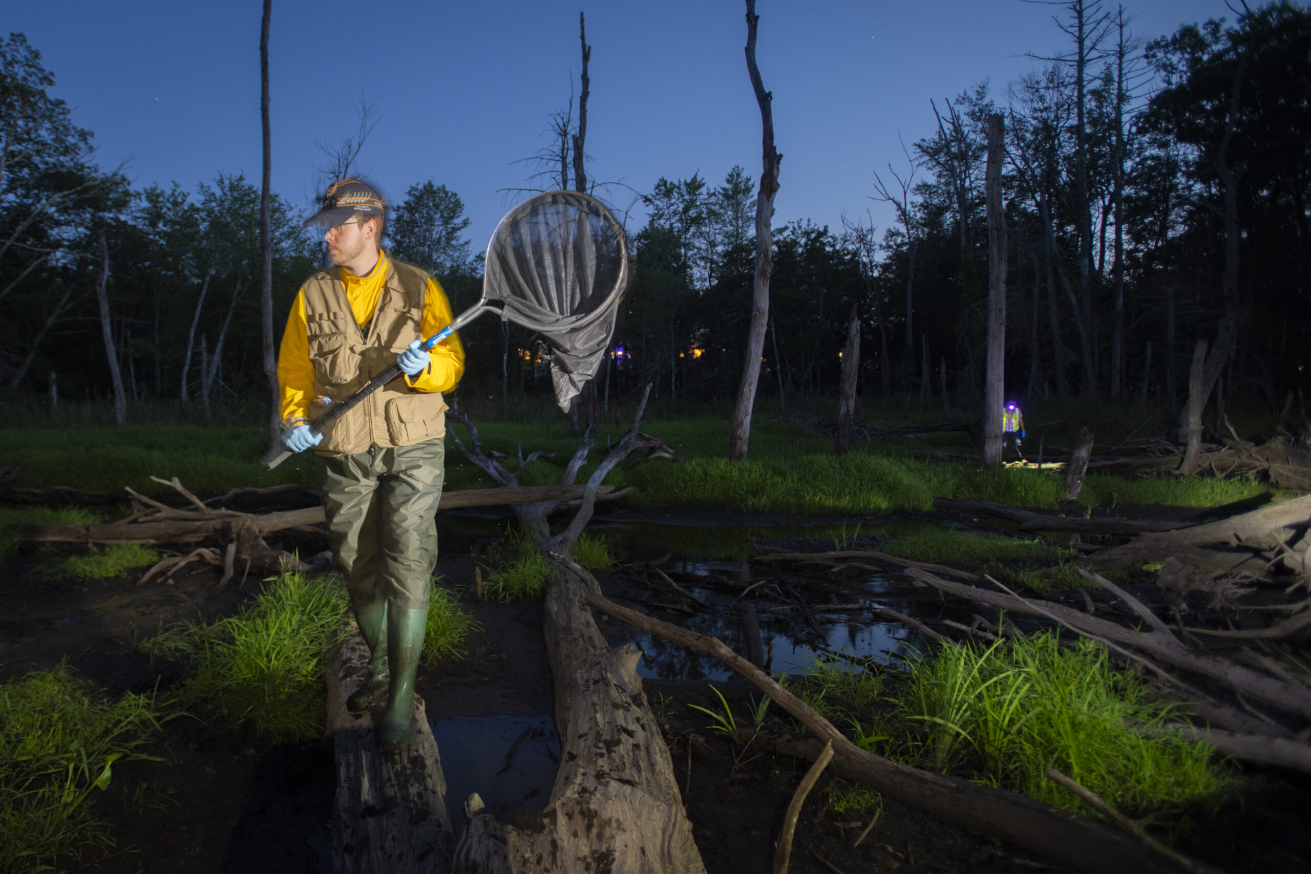 professor and students capture frogs at pond for research
