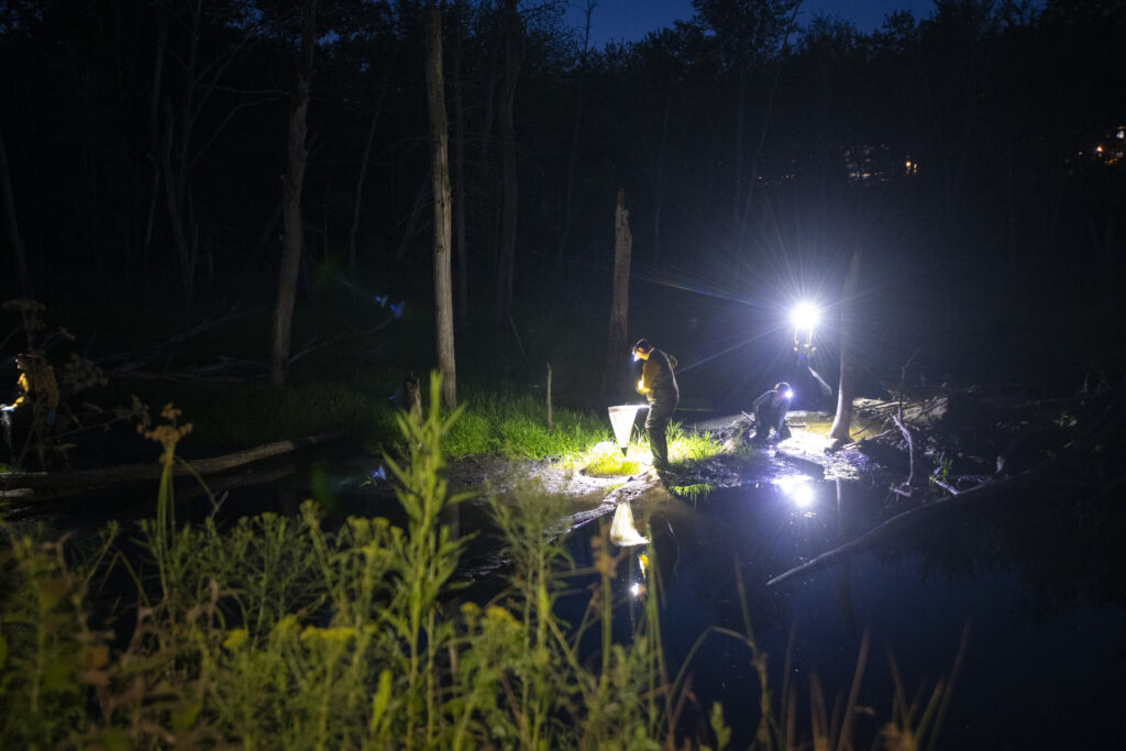 professor and students capture frogs at pond for research