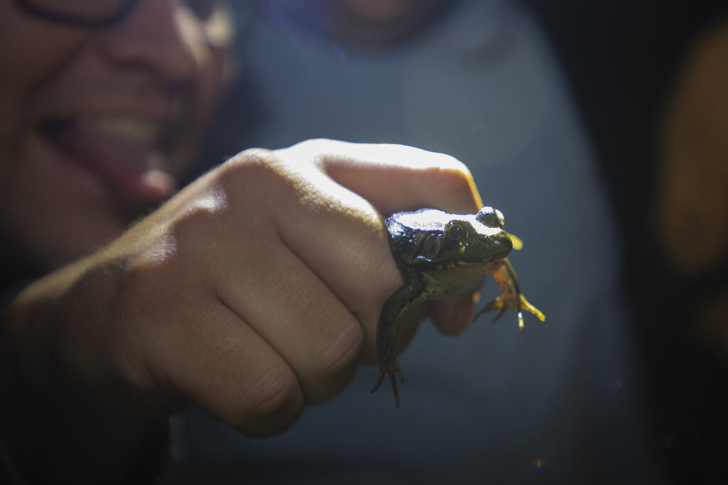 hand holding frog
