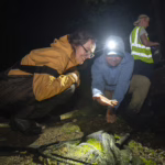 people hunting for frogs