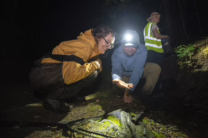 people hunting for frogs