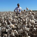 Gustavo Oliveira in a cotton field in Brazil