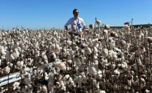 Gustavo Oliveira in a cotton field in Brazil