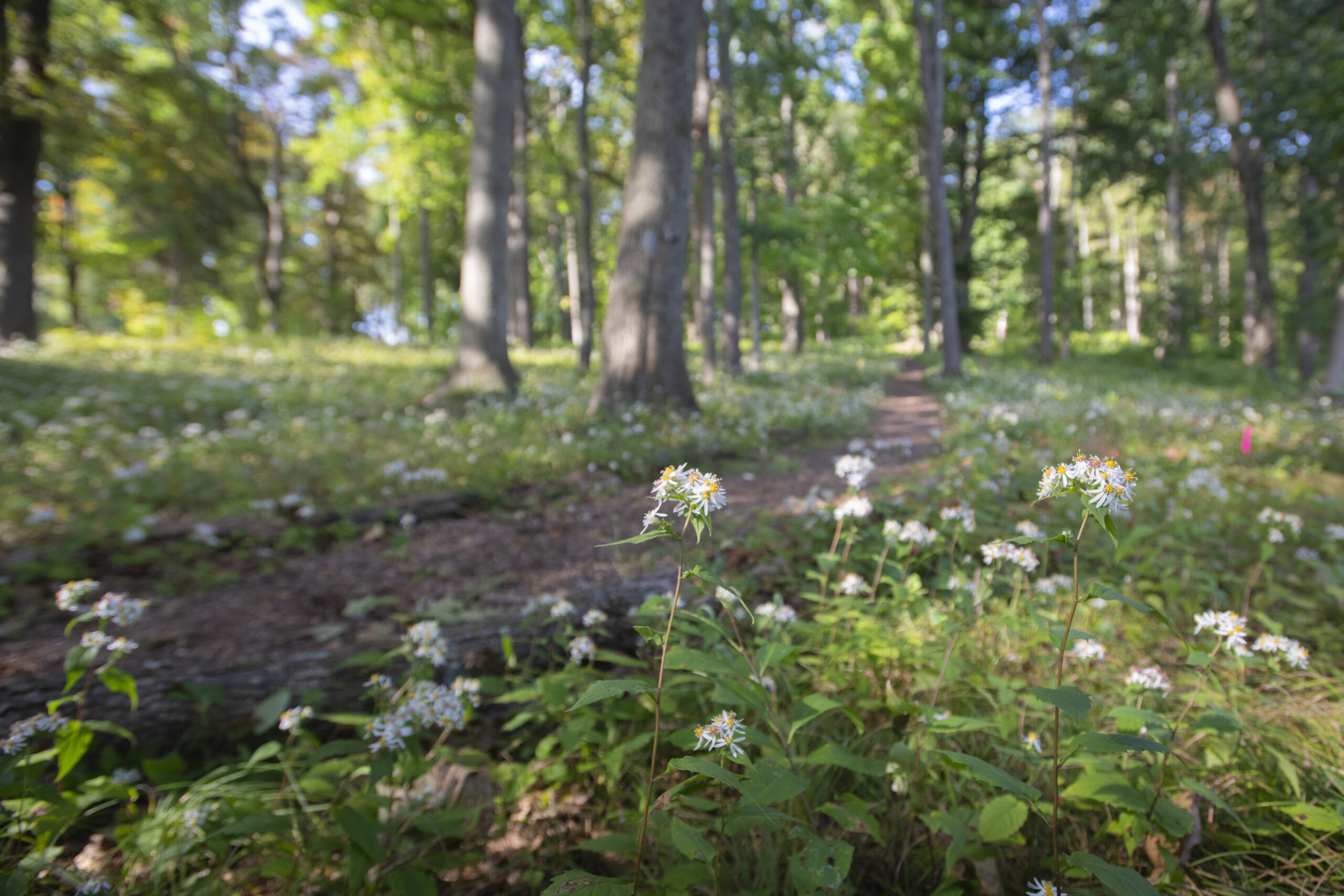 nature trail in arboretum