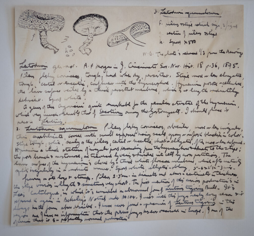 handwritten paper about historic mushrooms