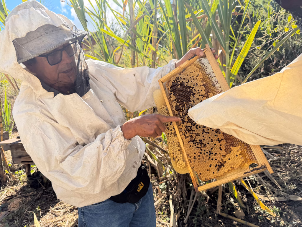 Making honey in Peru