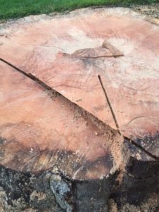 stump of the tree that was removed