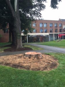 photo of the tree's stump