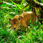 Jaguar walking through the Amazon rainforest