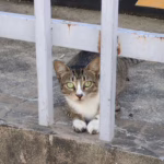 cat near fence