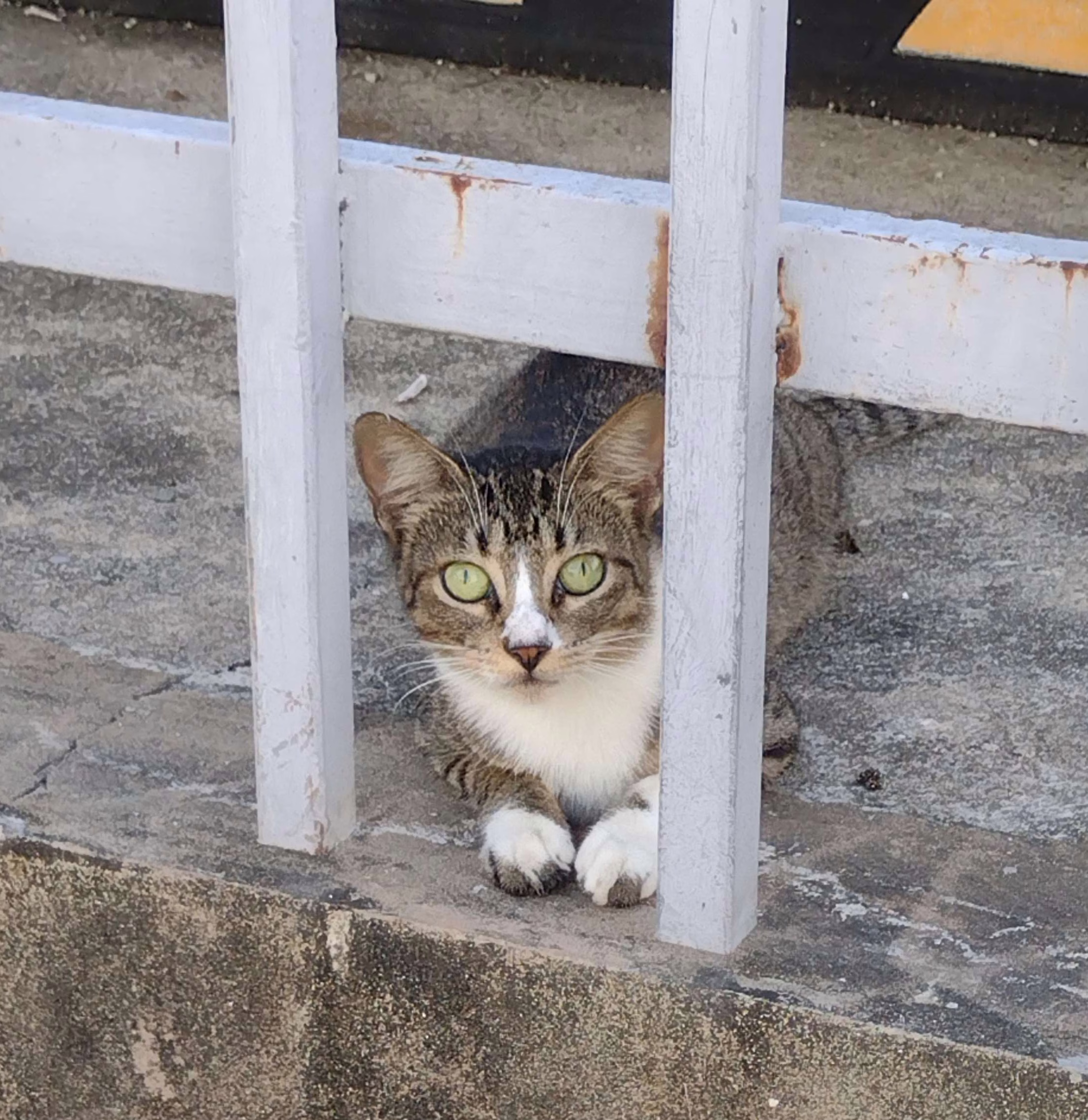 cat near fence