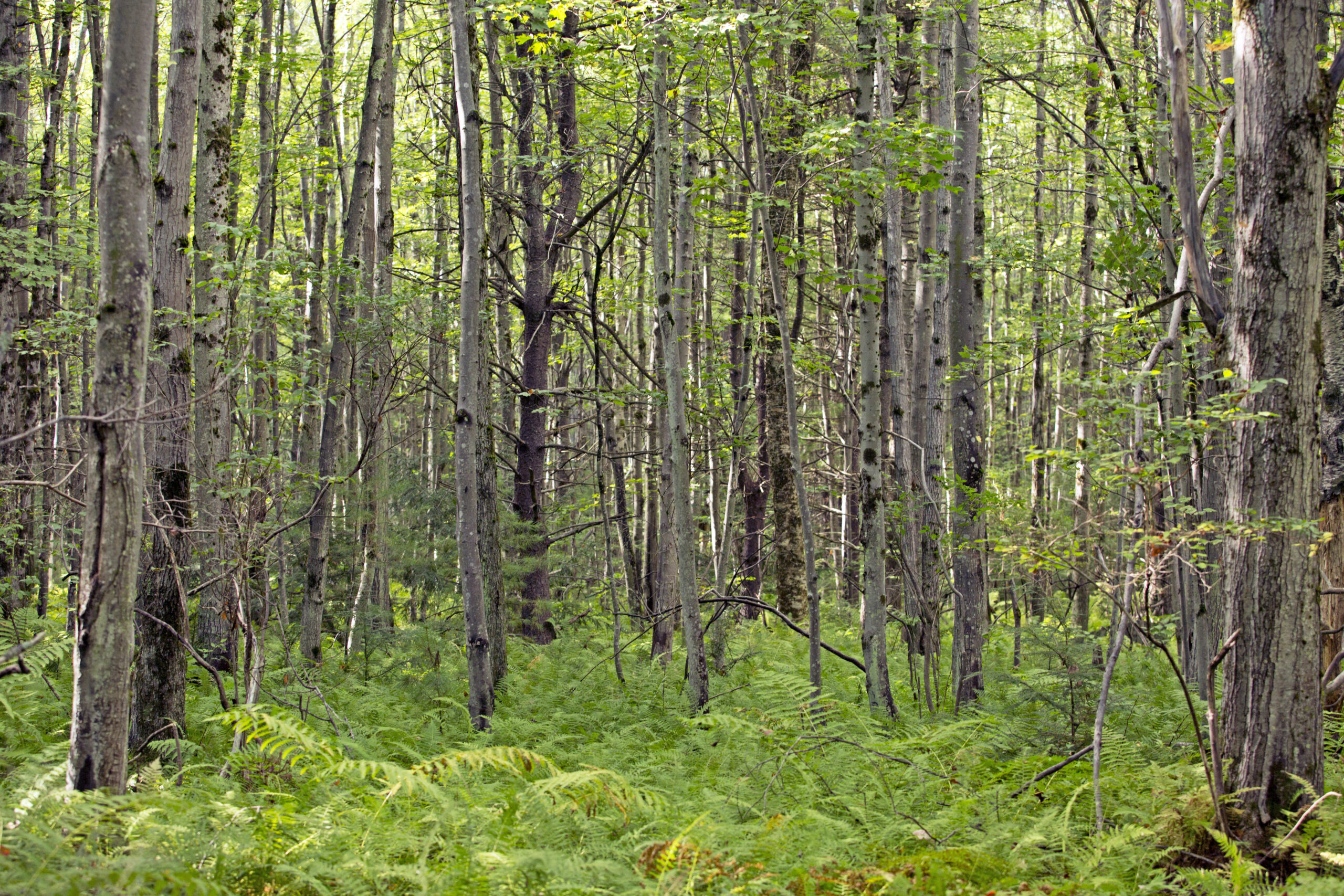 Scientists identify forest carbon ‘hotspots’ across US with greatest potential to fight climate change