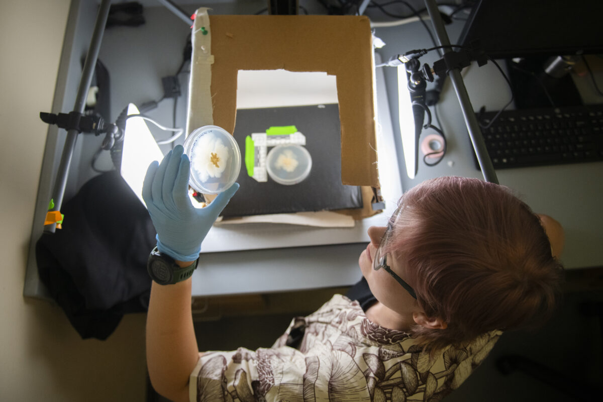 doctoral student looks at petri dish in lab