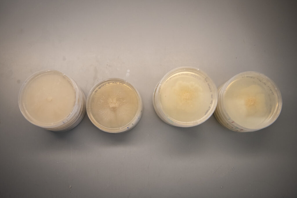 four stacks of petri dishes in lab