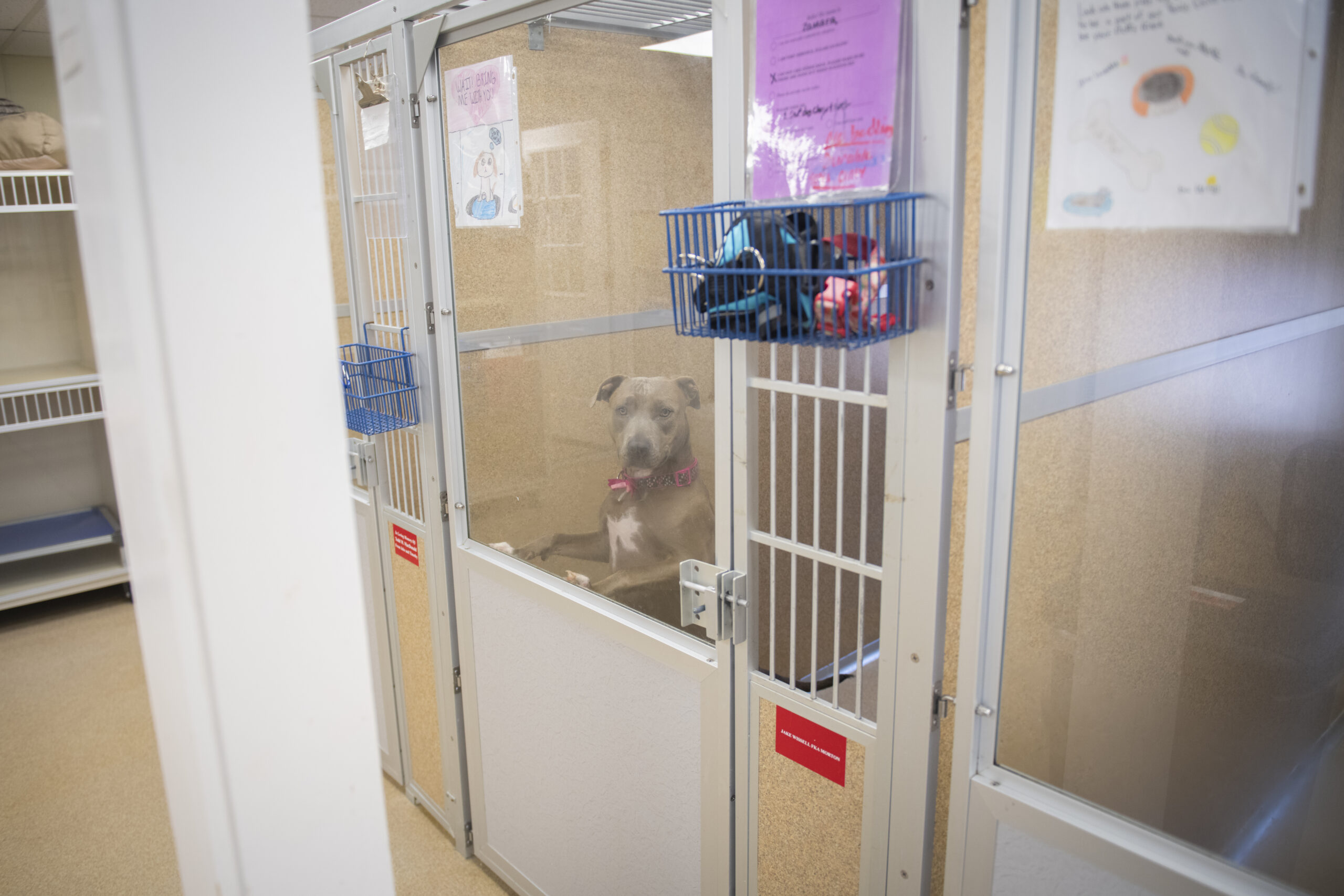 pitbull dog at animal shelter