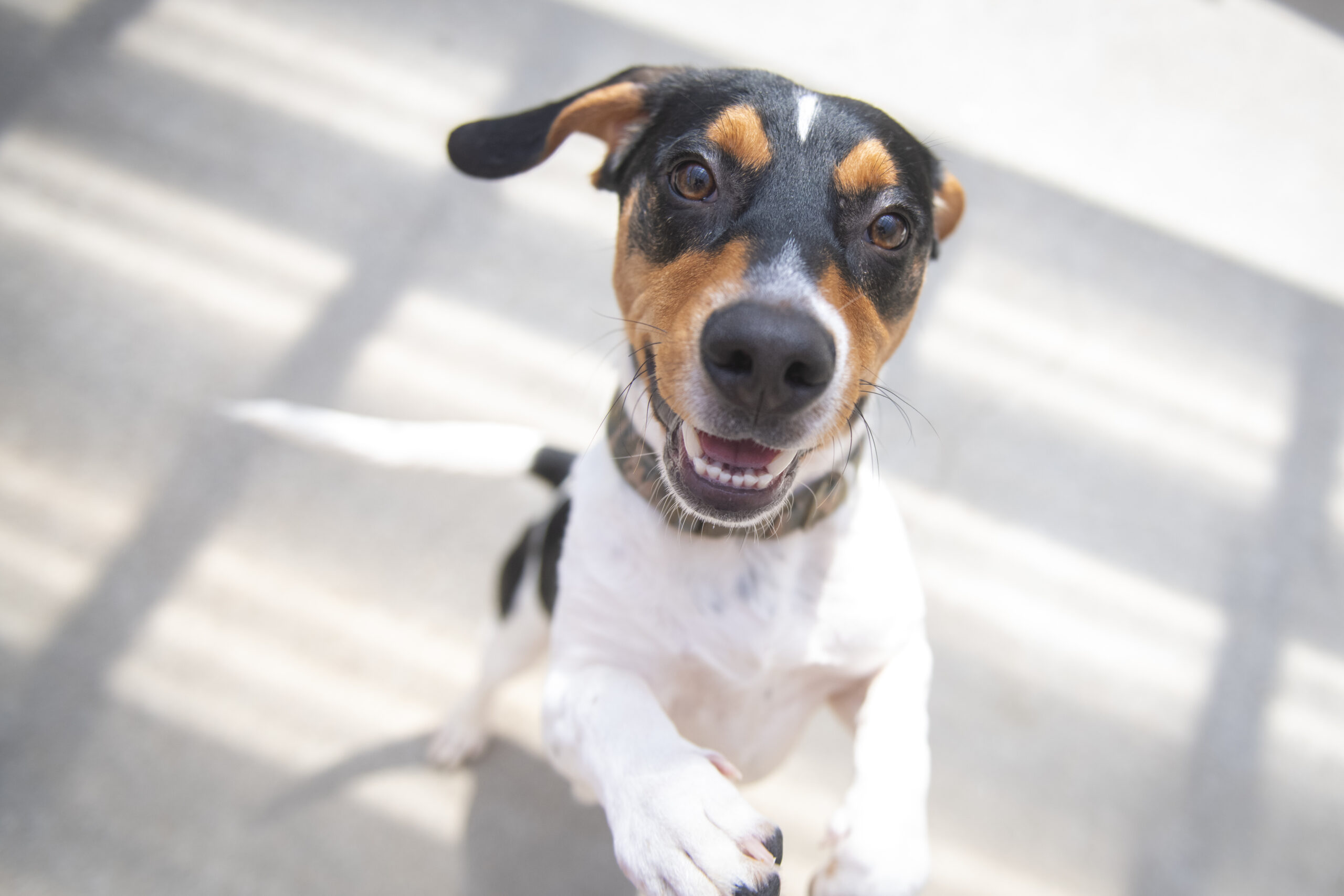 beagle dog jumps toward camera