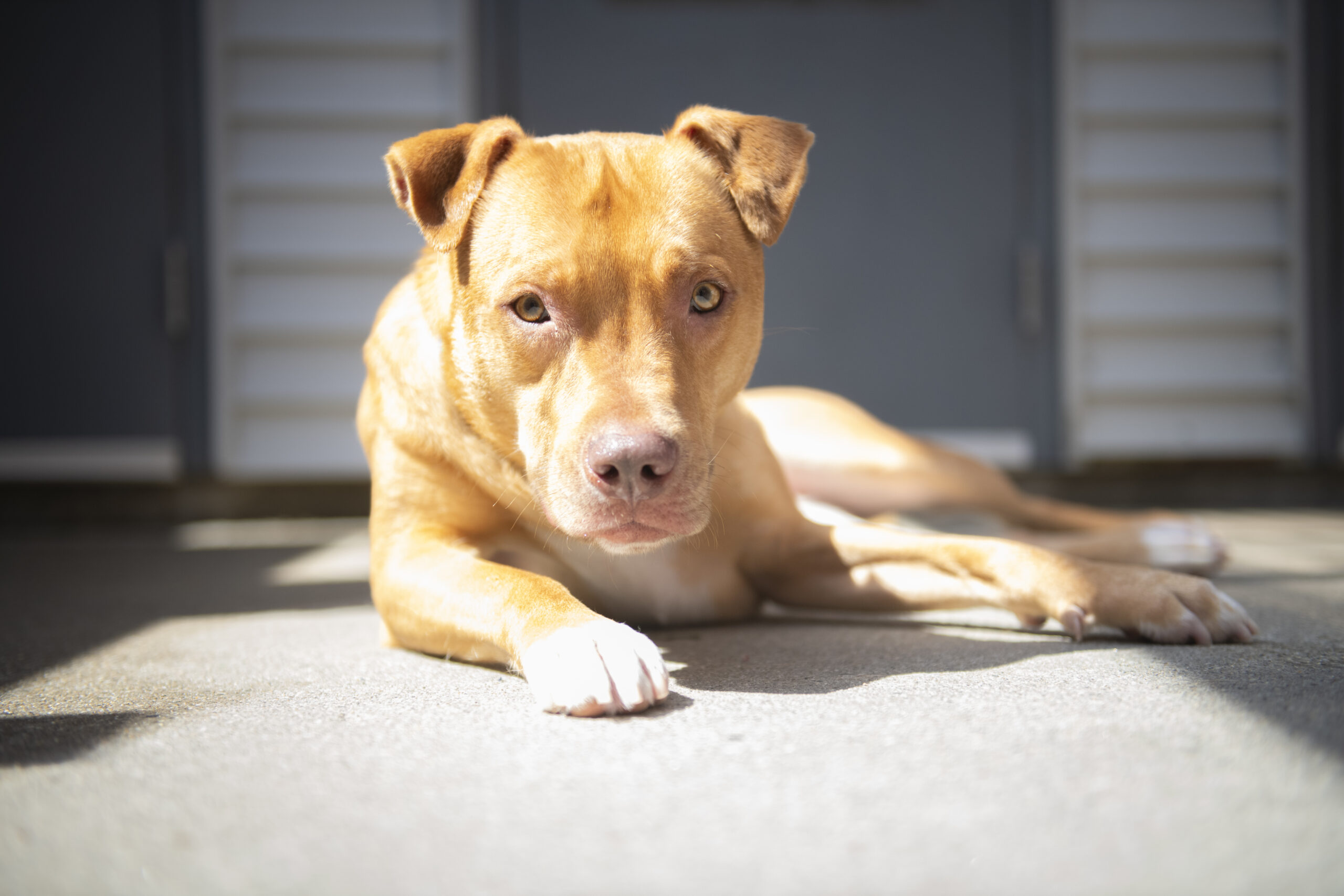 tan-colored dog laying on ground looking at camera