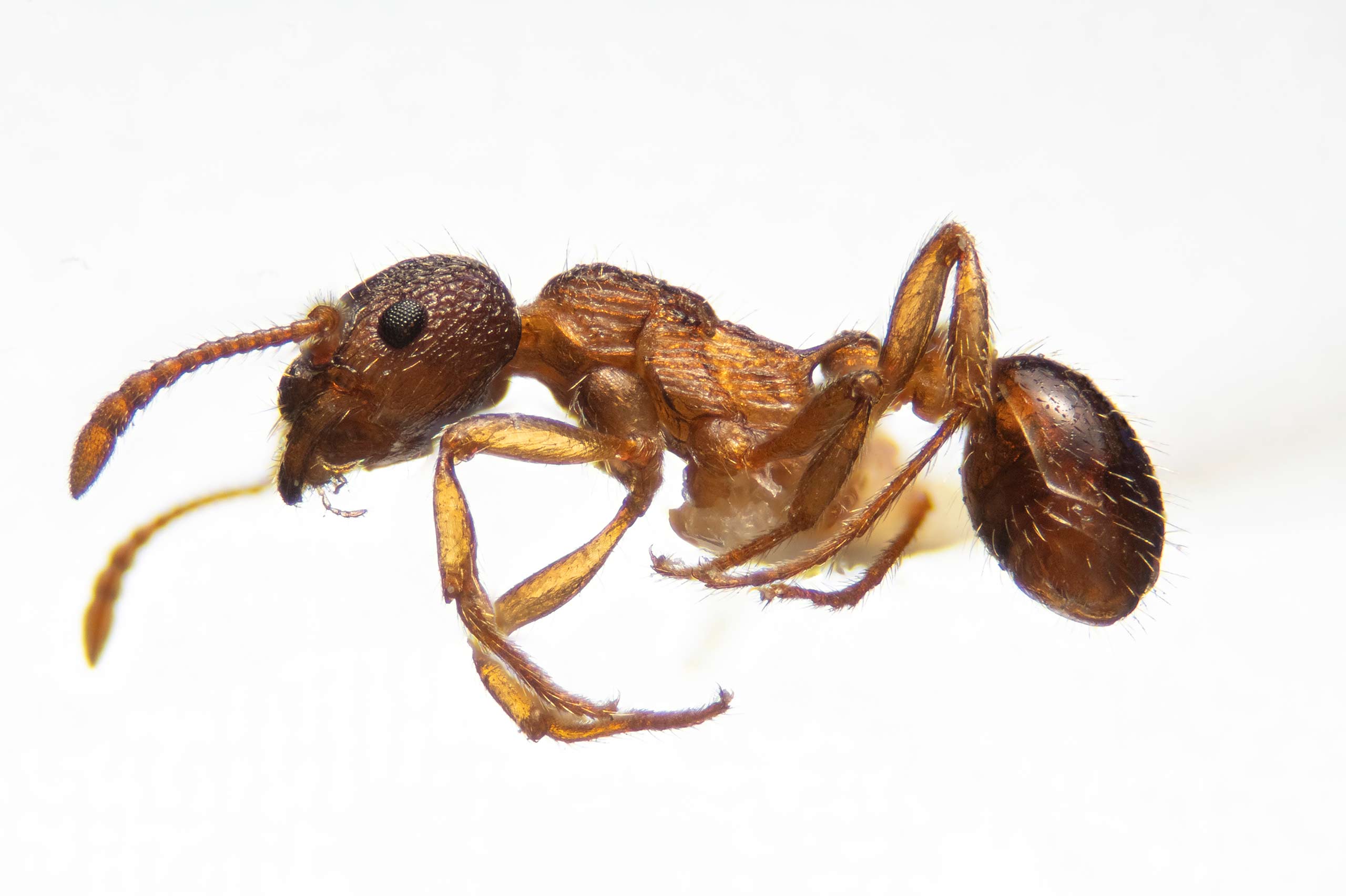 Close up of a European fire ant (Myrmica rubra) from the side