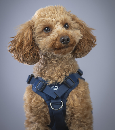 Mango official portrait