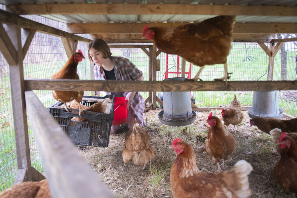 chickens and student inside chicken coop