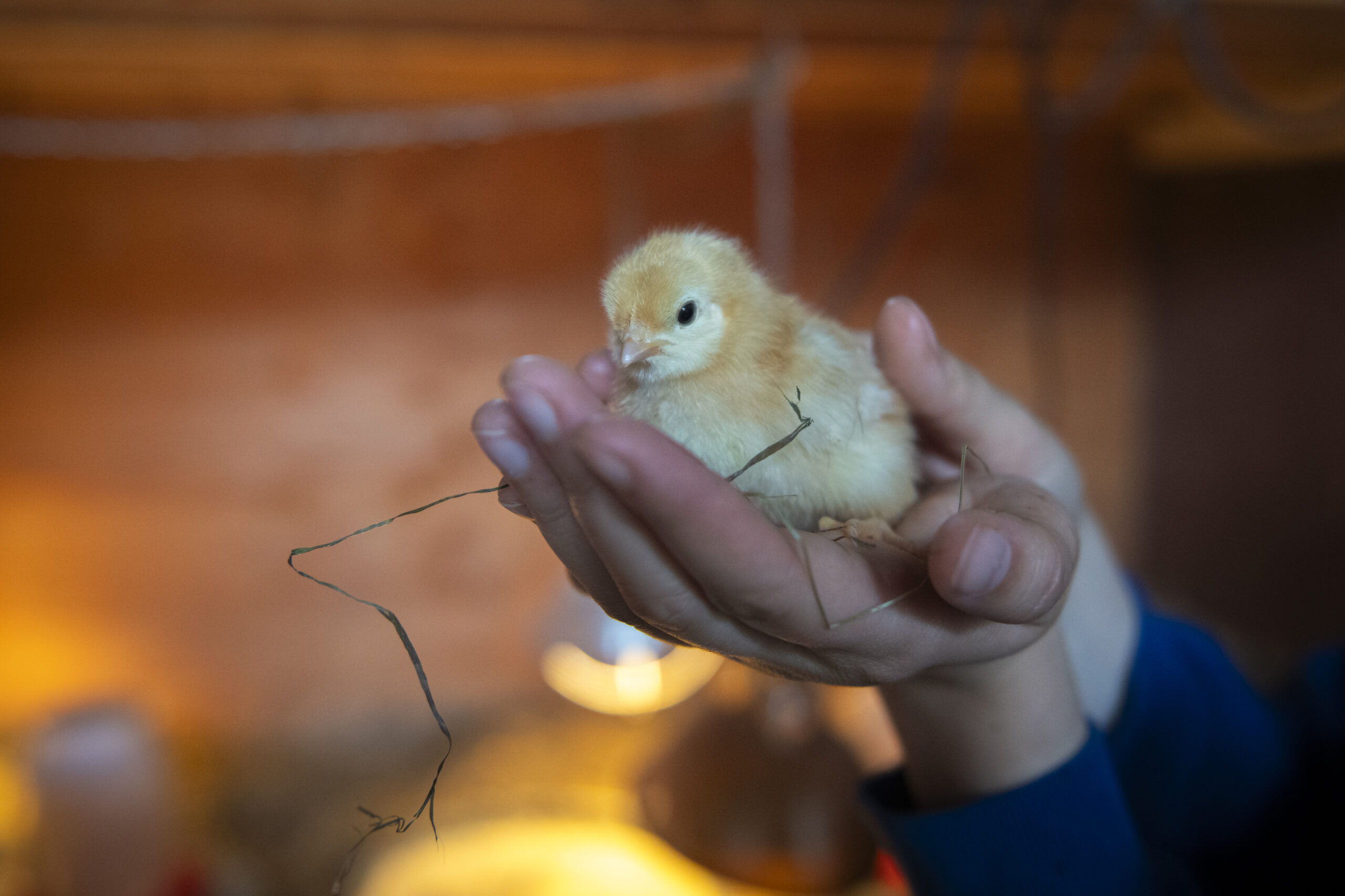 hand holding baby chick