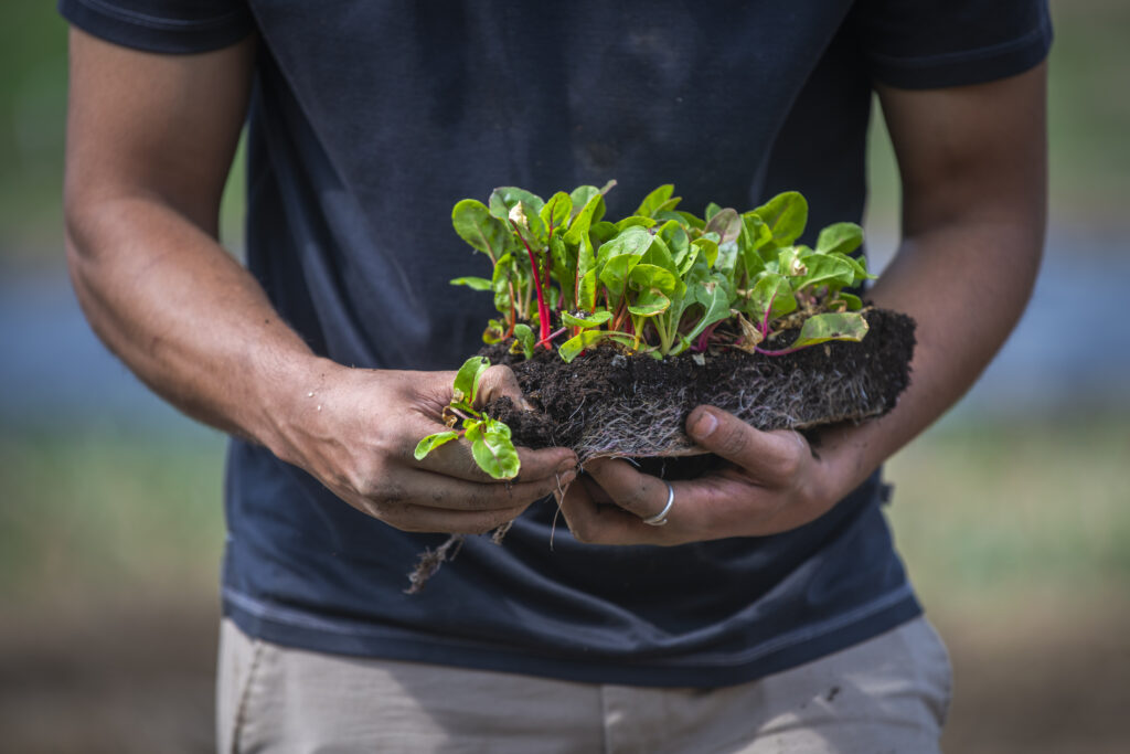 hands holding plant