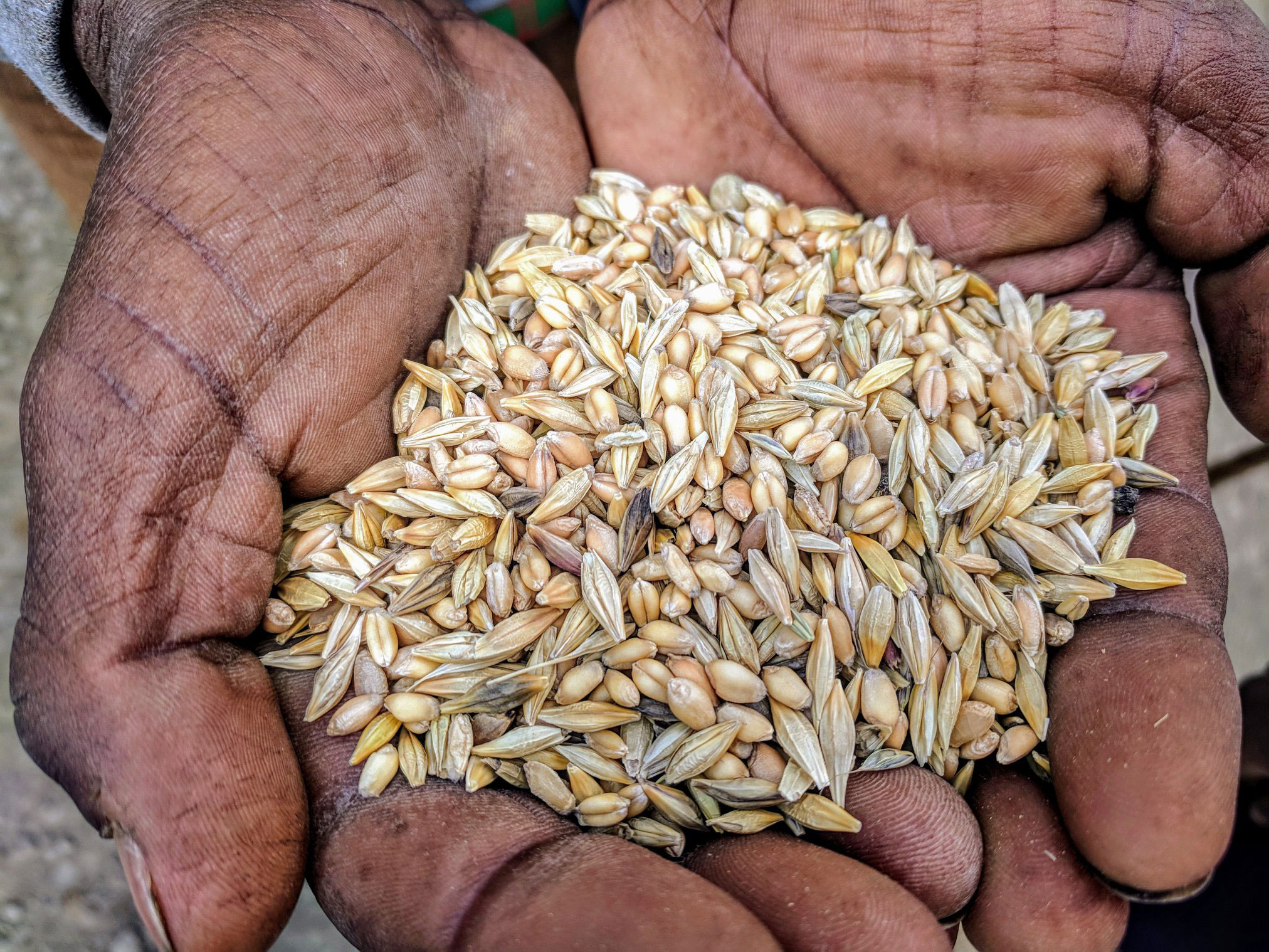 Can we feed the world by going with the grains?