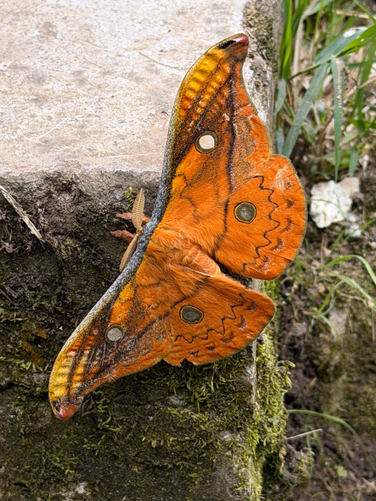 Moth in Peru