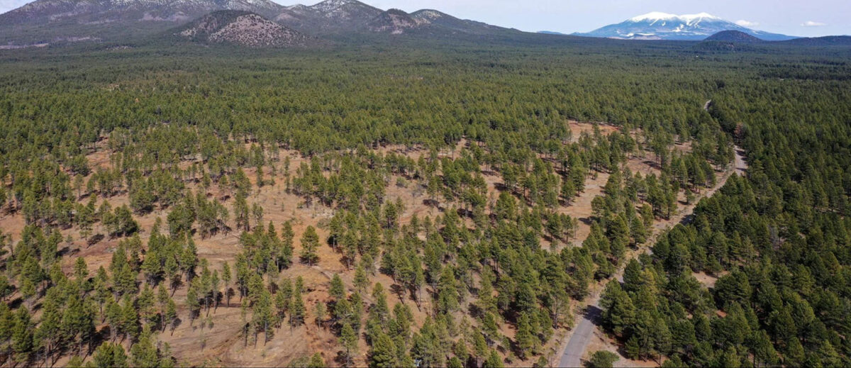 View of forest from above