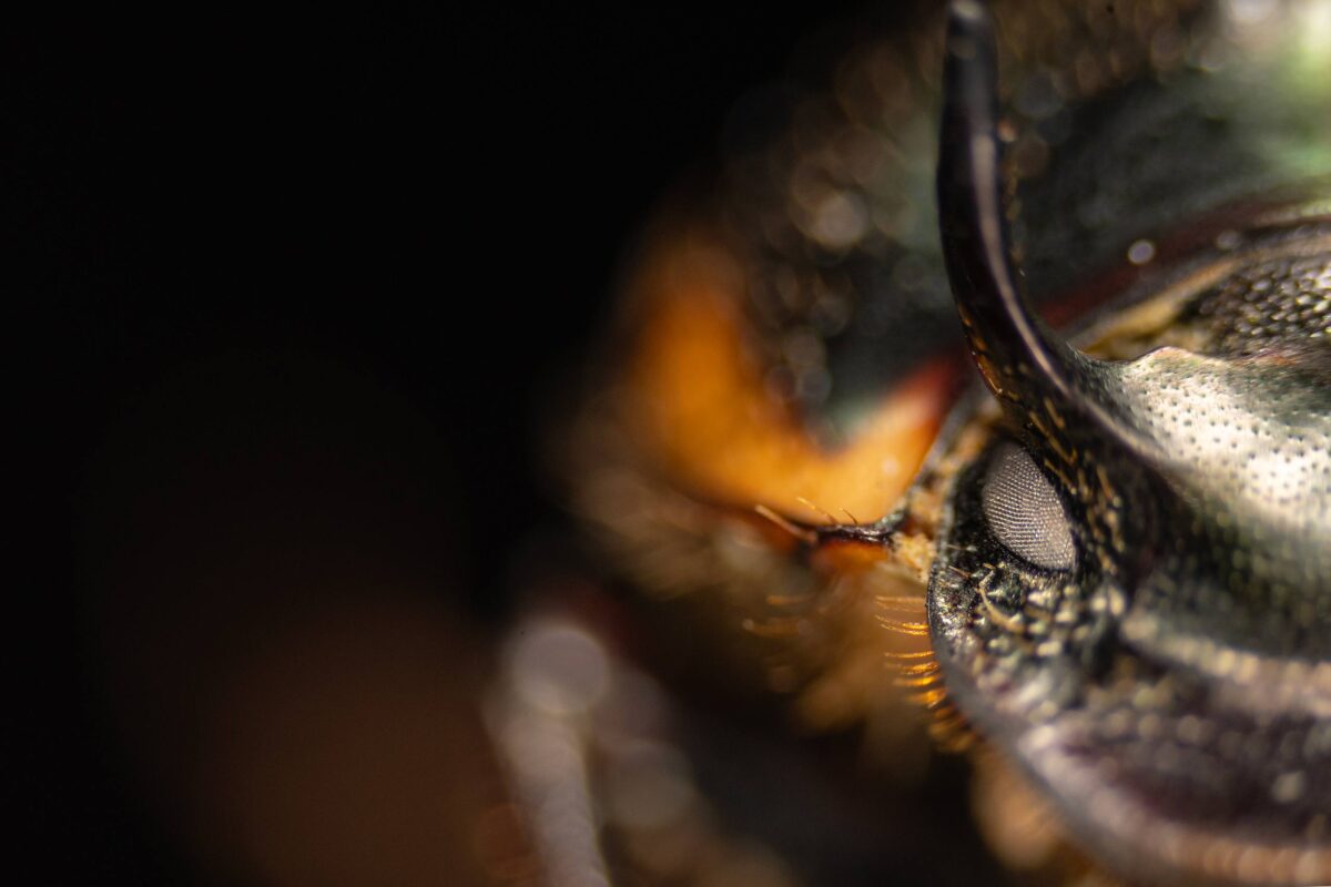 Close up detail of a male dung beetle, Onthophagus taurus