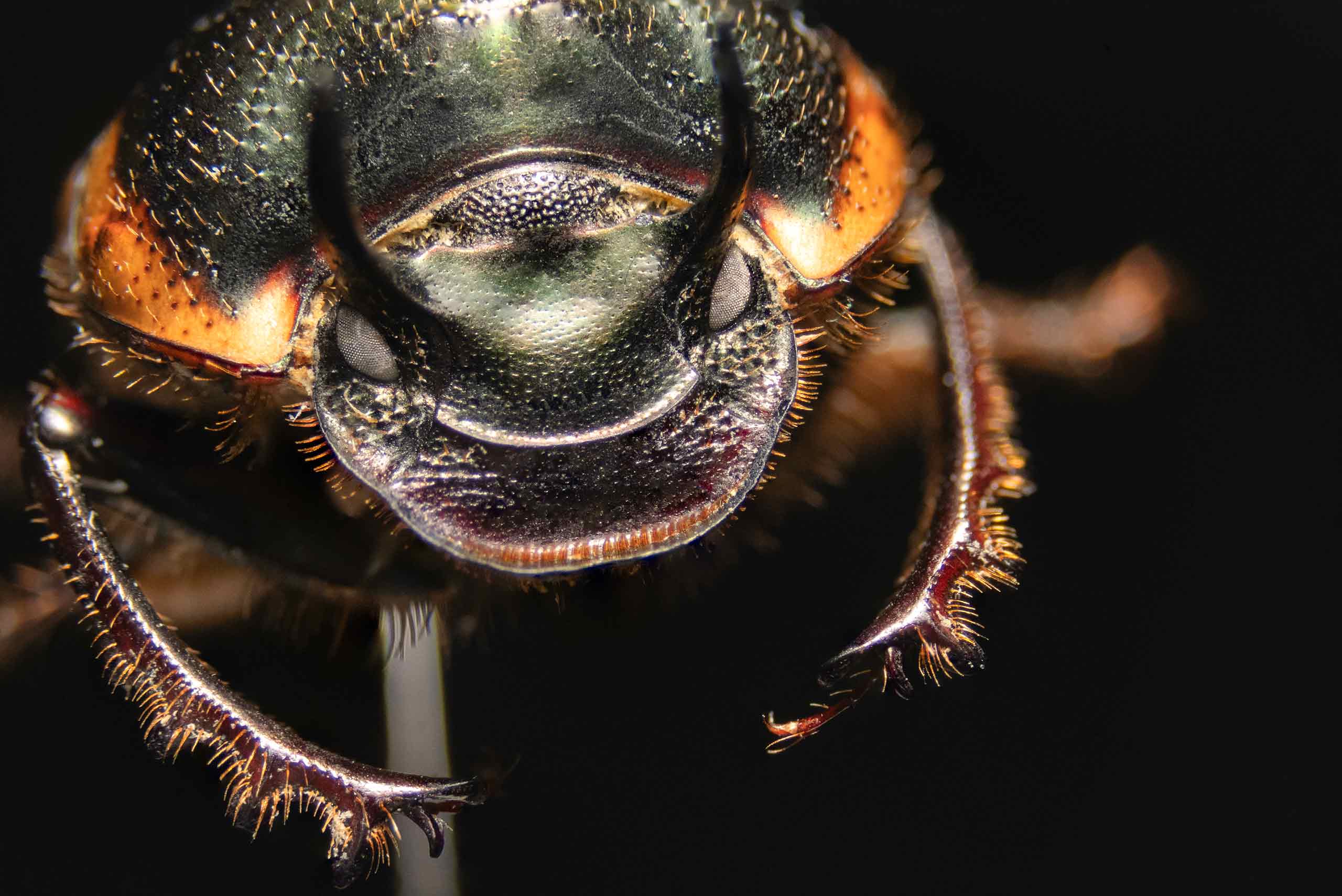 Close up of a male dung beetle, Onthophagus taurus