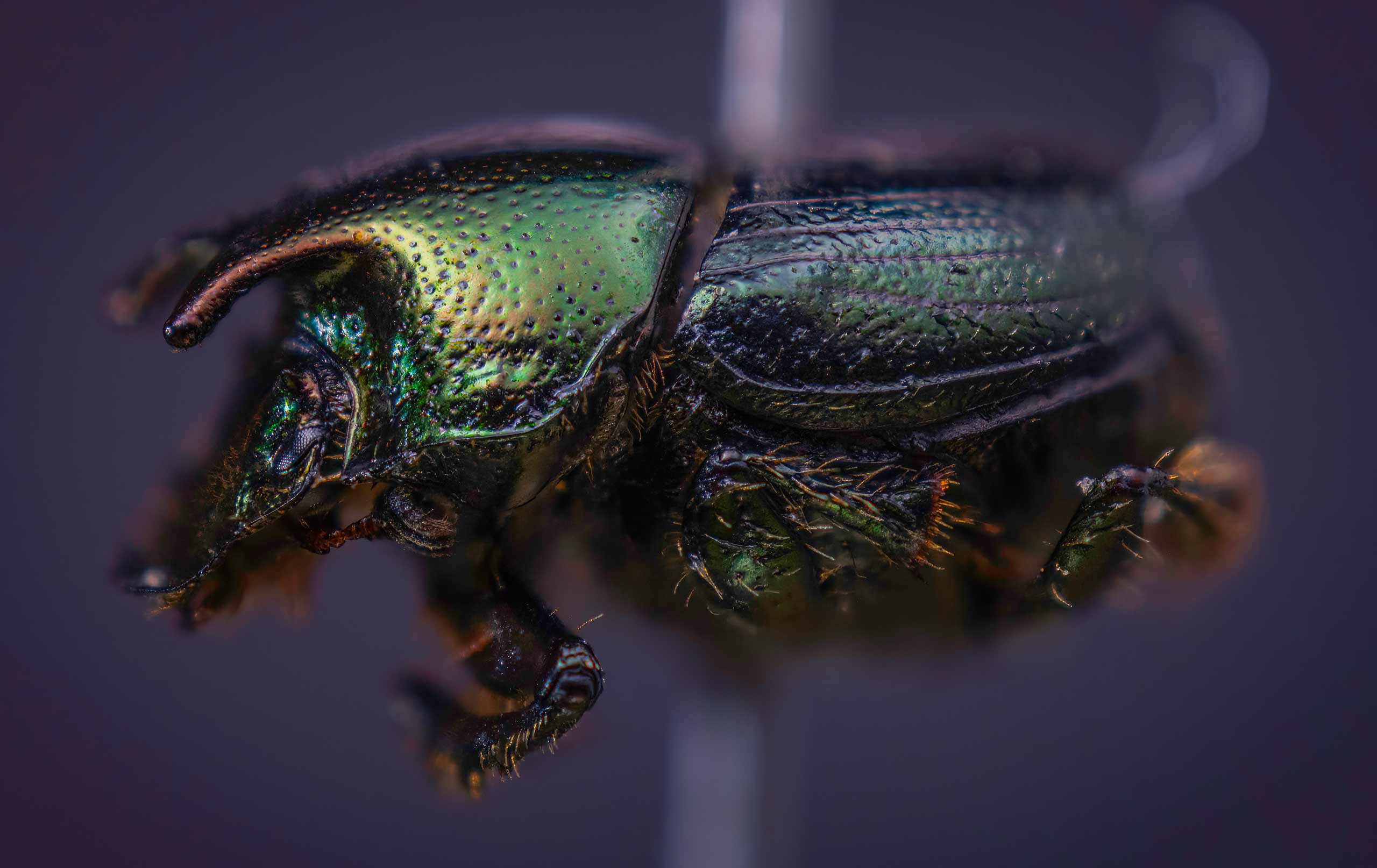 Side view of an Orpheus specimen collected by Erin McCullough