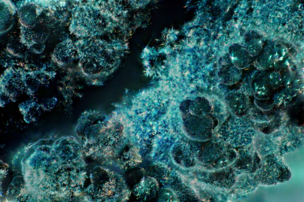 Polymer crystallization, as seen under a microscope (Photos by Katelynn Humphrey ’25)