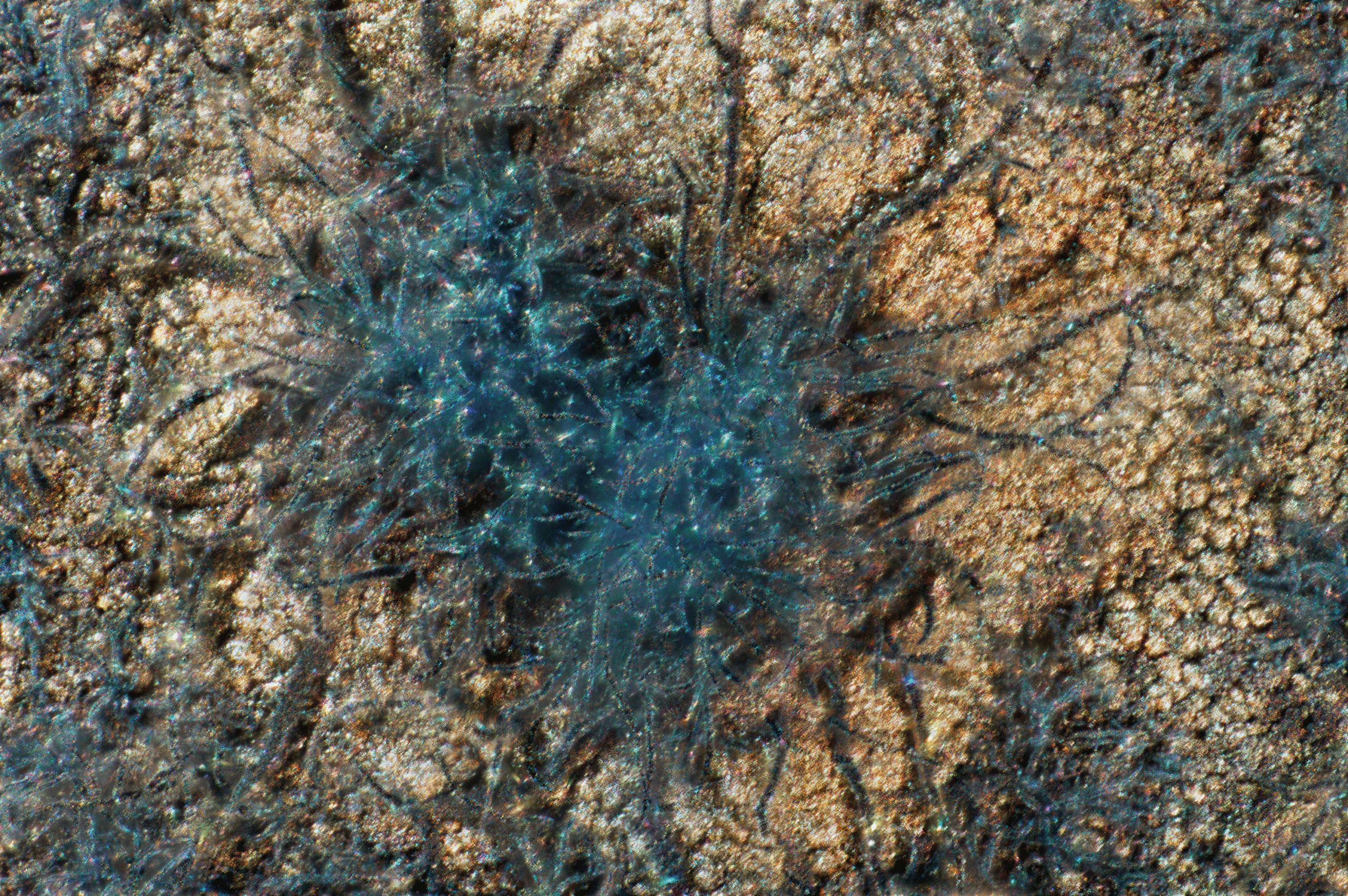 PEDOT crystals, magnified and photographed by Katelynn Humphrey ’25.