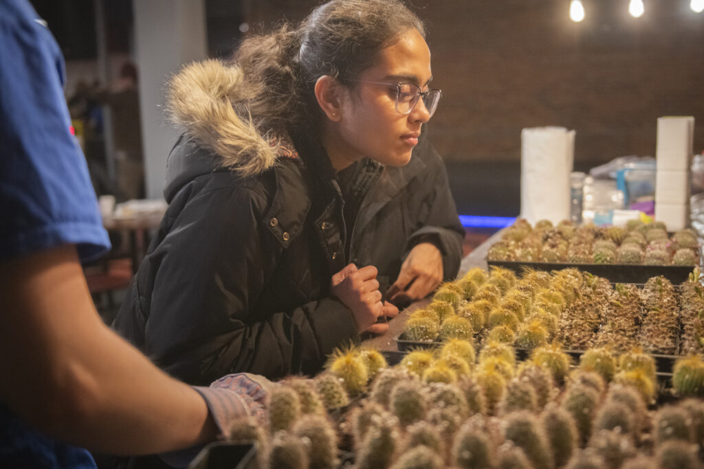 student looks at cacti