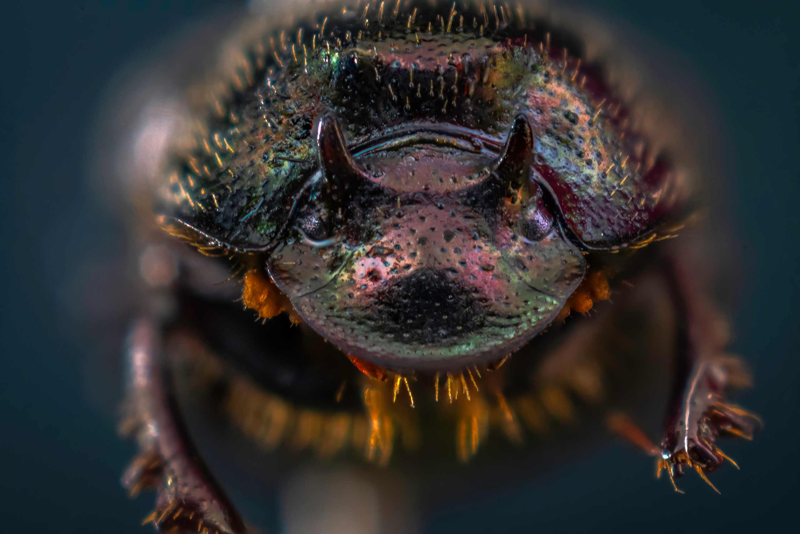 Striatulus minor specimen collected by Erin McCullough