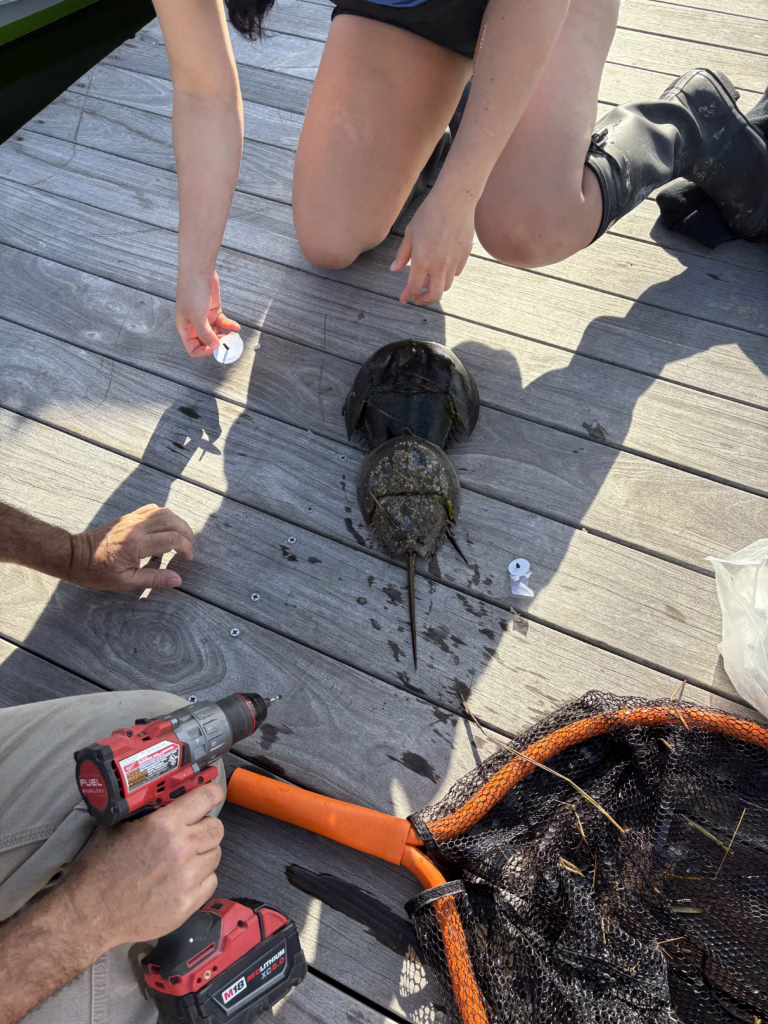 tagging a horseshoe crab