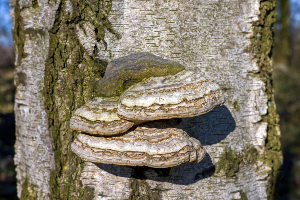 Tinder conk (Fomes fomentarius) mushroom growing on a tree