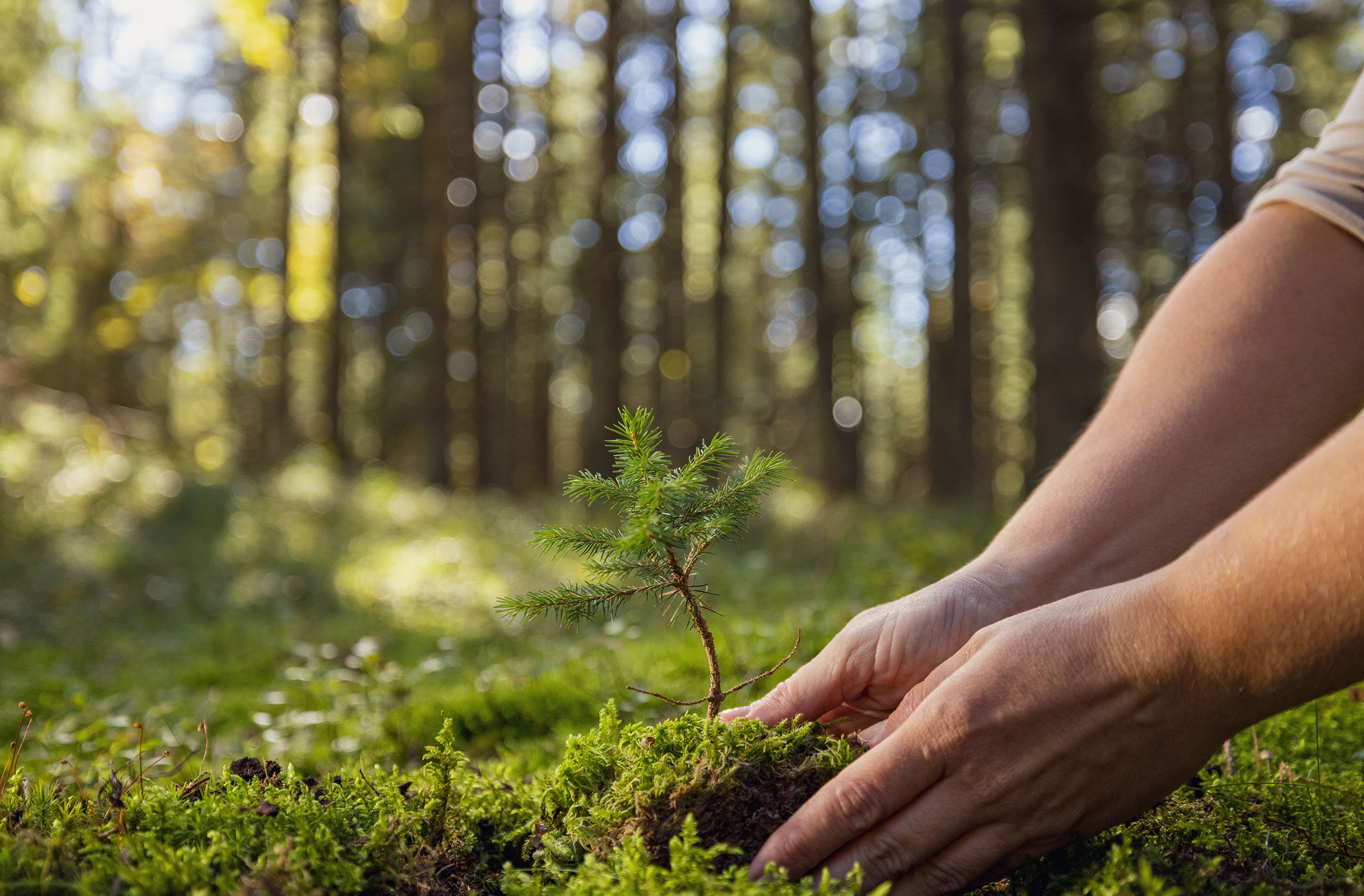 New maps show where tree restoration might help curb climate effects