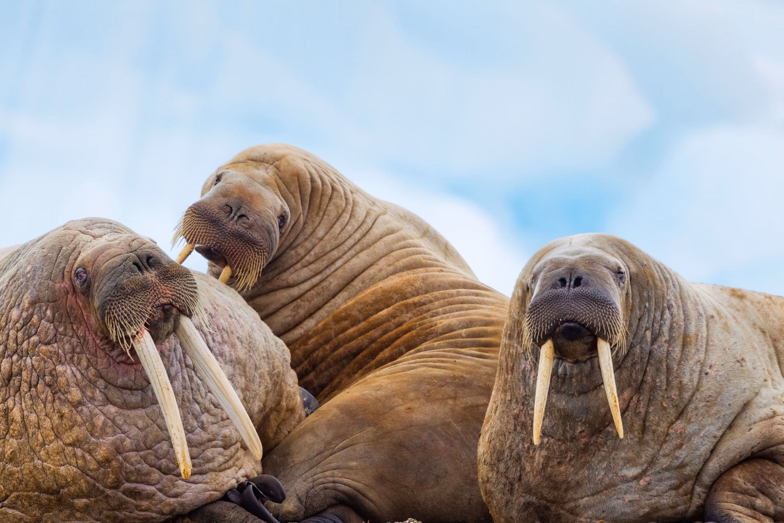 Walruses in the Arctic