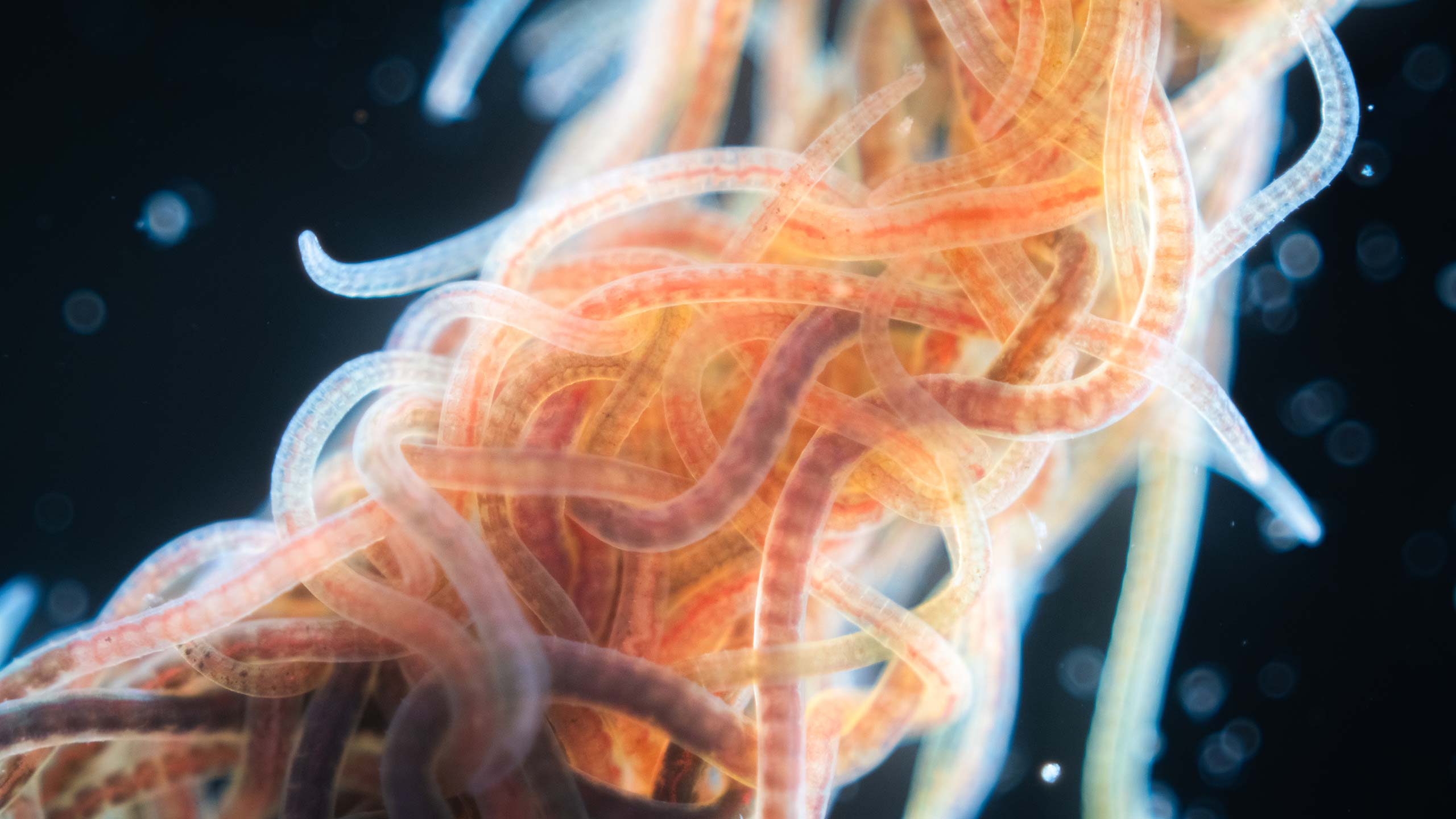 Worm close up from the Kudroli physics laboratory