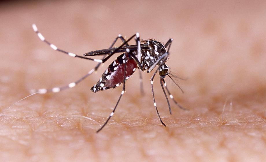 Clark professor signs petition requesting WHO, IOC postpone or move Olympic Games due to Zika