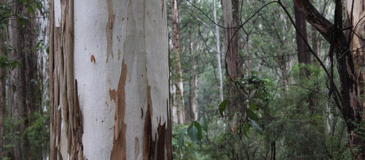 Tree with drought damage