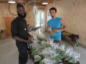 Jonah Vitale-Wolff (right) and a visitor to Soul Fire Farm prepare produce for market.