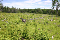 This image shows rapid re-establishment of a young forest with vigorous regrowth after being recently cleared by a commercial harvest. Courtesy Christopher A. Williams.